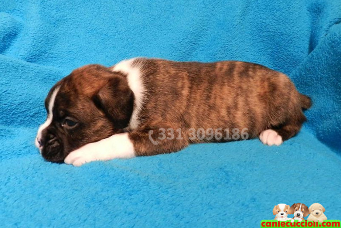 Cucciolo di Boxer Tigrato