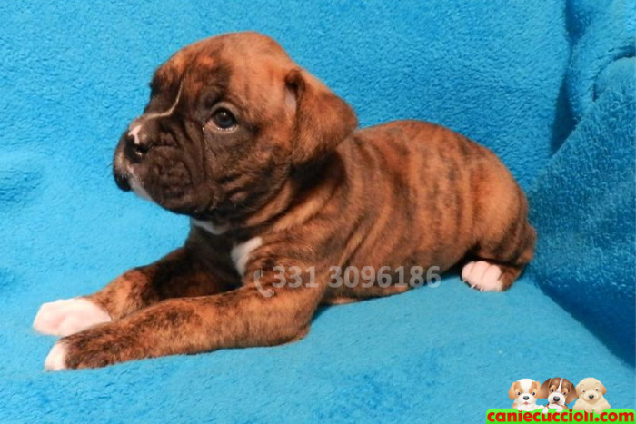 Cucciolo di Boxer Tigrato