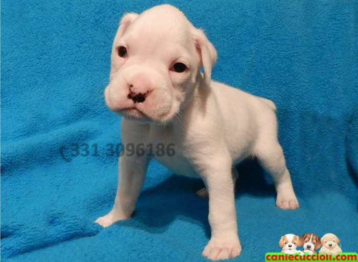 Cucciolo di Boxer Bianco