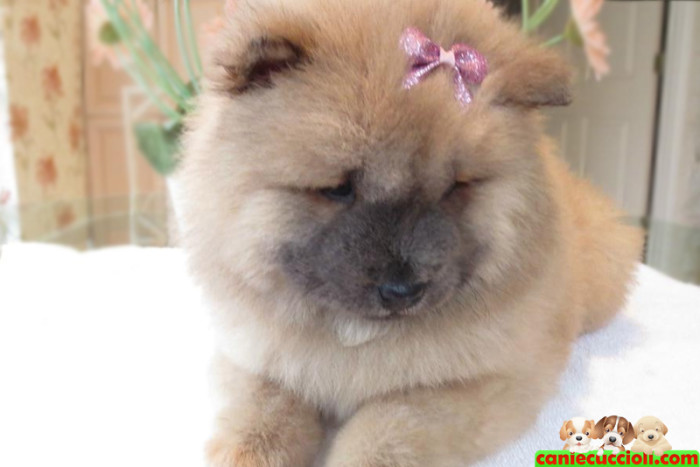 Vendita Cuccioli di Chow Chow