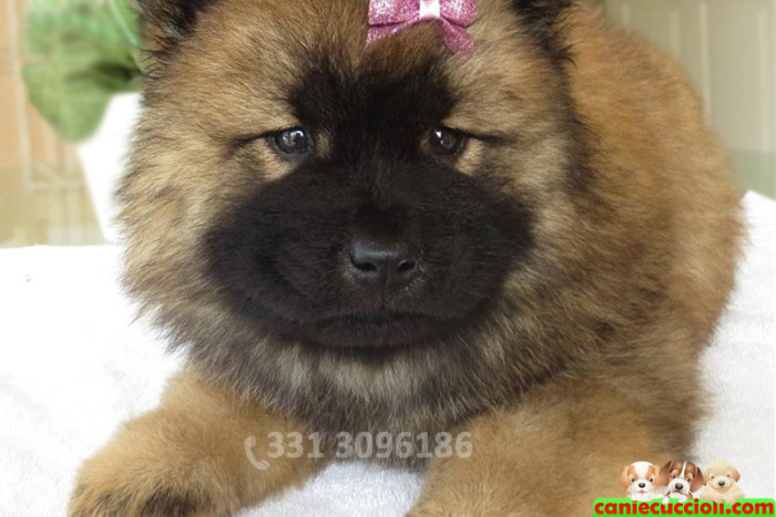 Vendita Cuccioli di Chow Chow fulvo