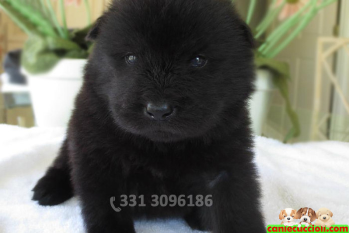 Vendita Cuccioli di Chow Chow nero