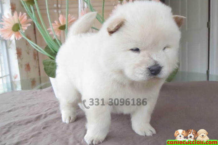 Vendita Cuccioli di Chow Chow crema