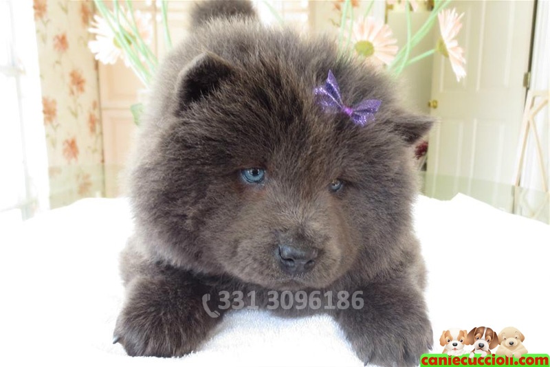 Vendita Cuccioli Chow Chow Milano Cani E Cuccioli