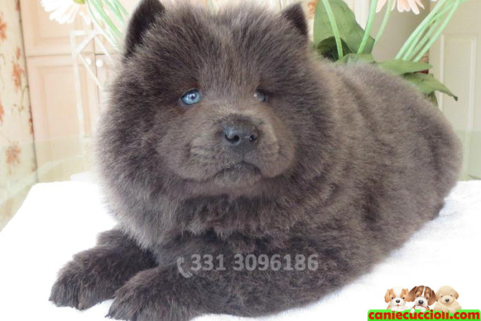Chow Chow in vendita