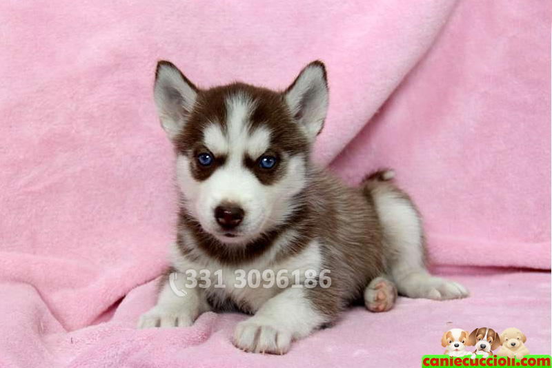 Vendita Cuccioli Siberian Husky Milano