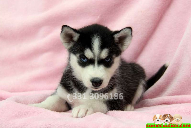 Vendita Cuccioli Siberian Husky Milano