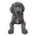 vendita cuccioli weimaraner