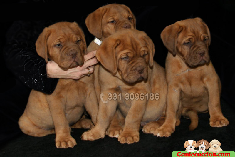 Vendita Cuccioli di Dog De Bordeaux