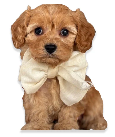 Vendita cuccioli Cavapoo
