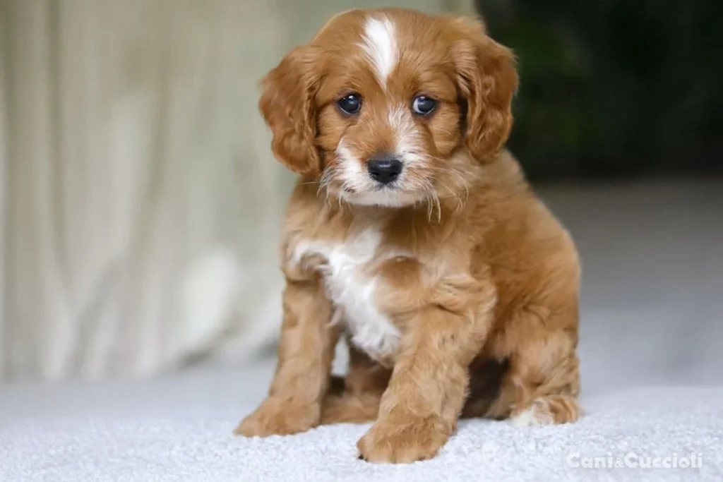 Vendita cuccioli Cavapoo