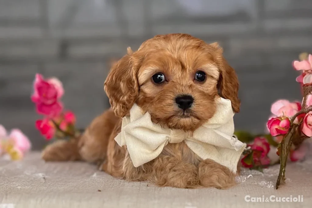 Vendita Cavapoo