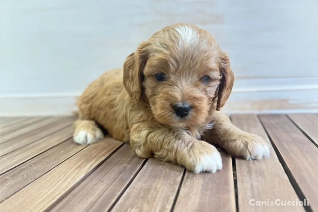 Vendita Cavapoo Milano
