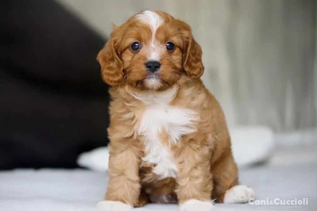 Cavapoo Milano