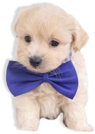 Vendita cuccioli di Maltipoo