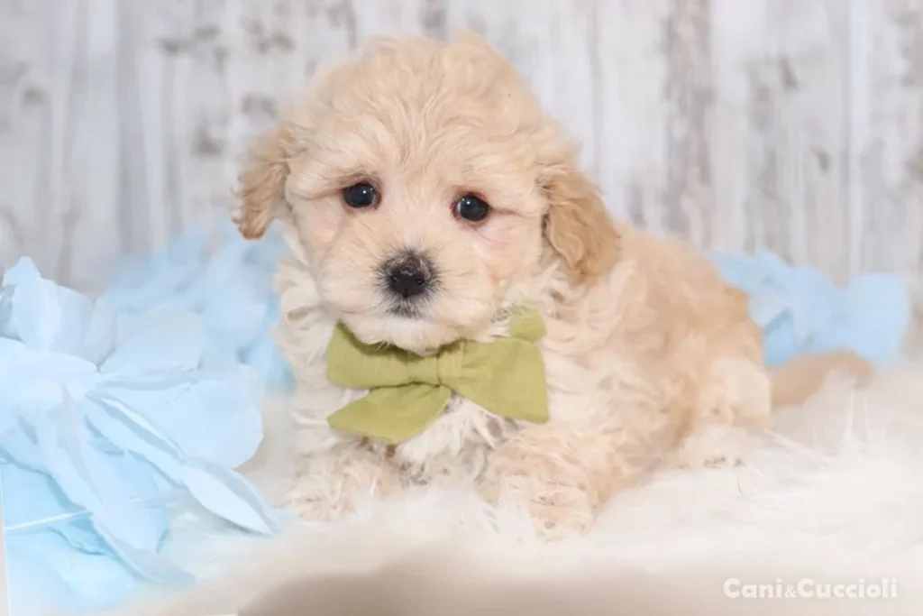 Malti Poo in vendita