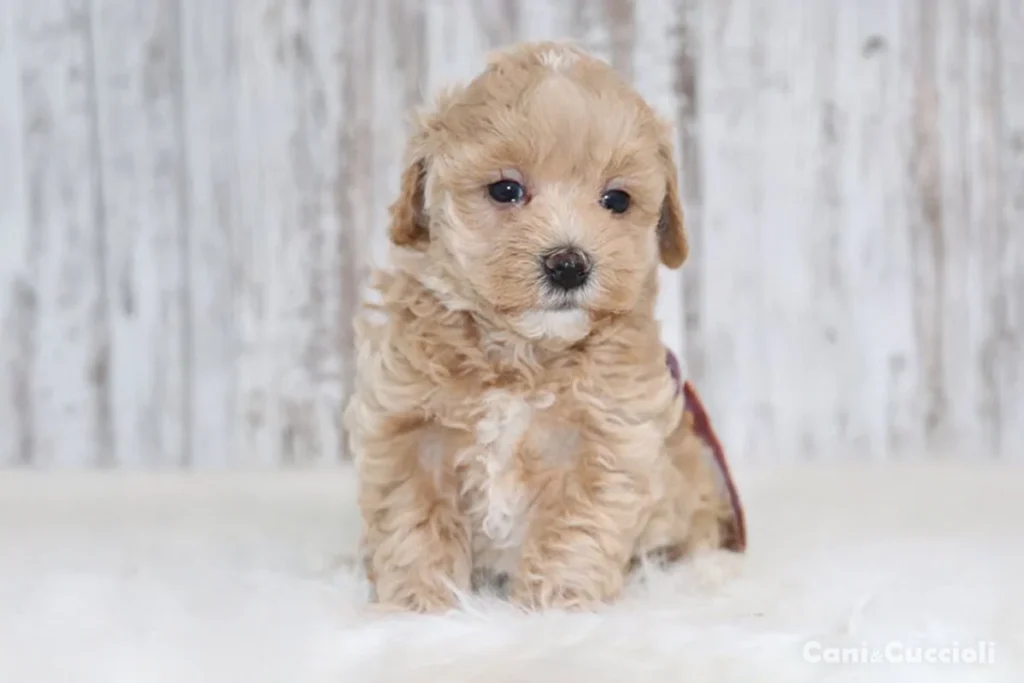 vendita Cuccioli di Maltipoo