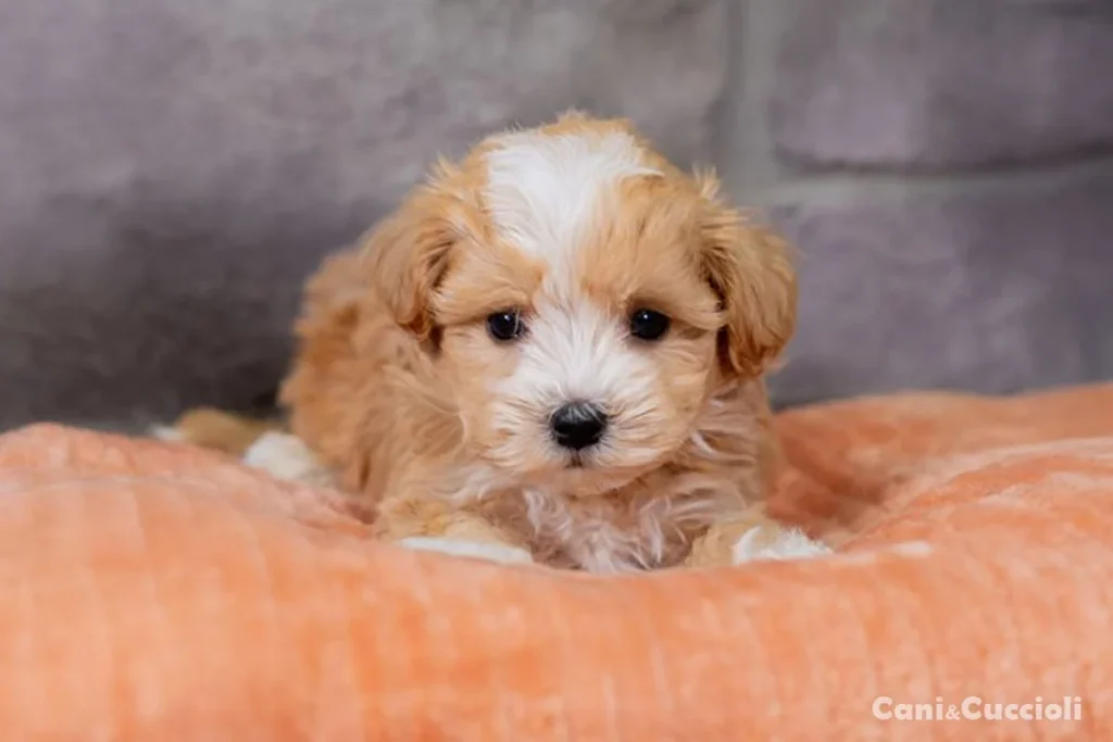 Cuccioli di Maltipoo