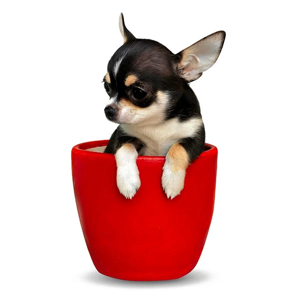 vendita cuccioli chihuahua toy