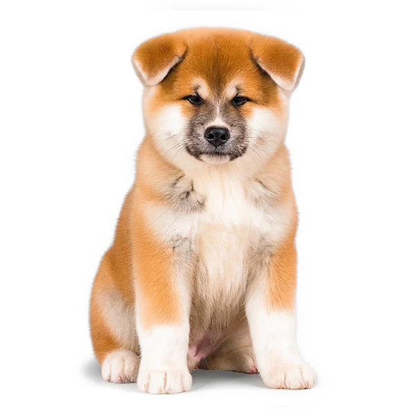 vendita cuccioli akita