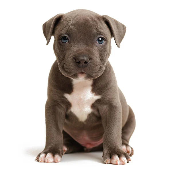 vendita cuccioli amstaff