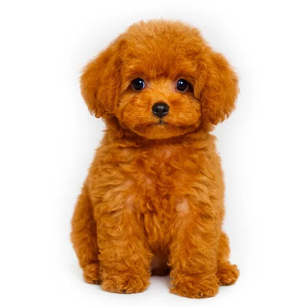 vendita cuccioli barboncino toy e nano