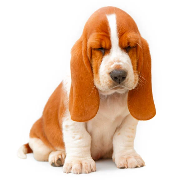 vendita cuccioli basset hound