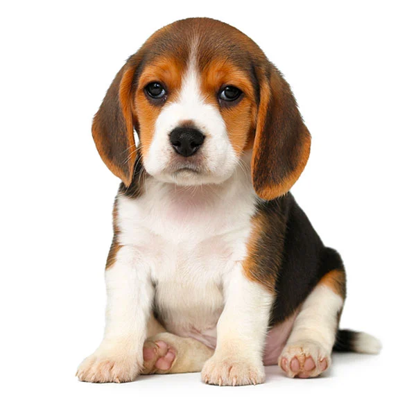 vendita cuccioli beagle