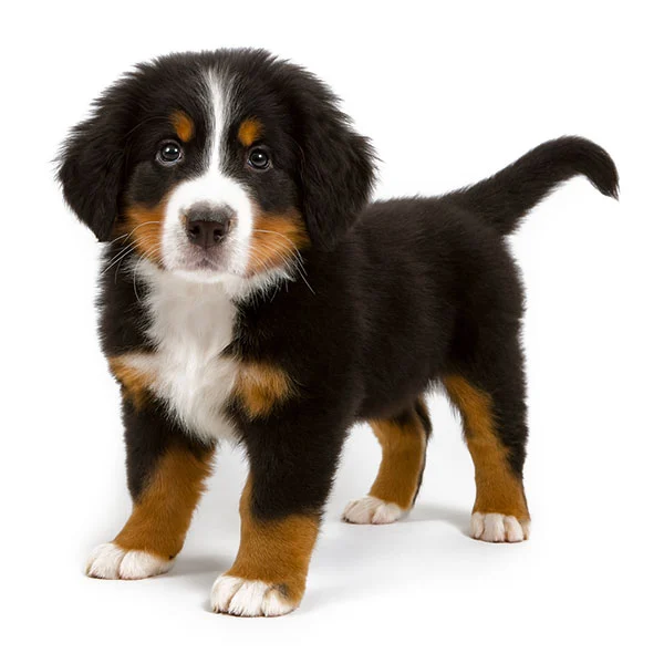 vendita cuccioli Bovaro Del Bernese