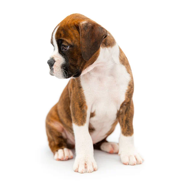 vendita cuccioli Boxer