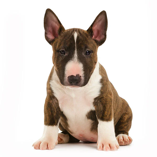 vendita cuccioli bull terrier