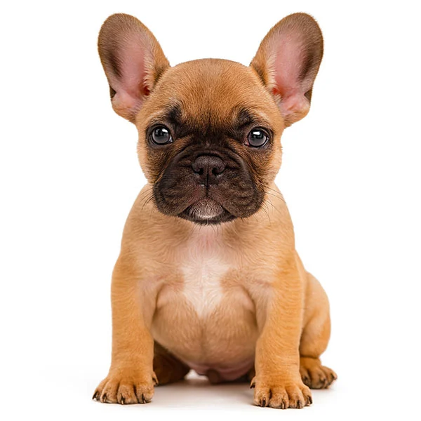 Vendita Bulldog Francese