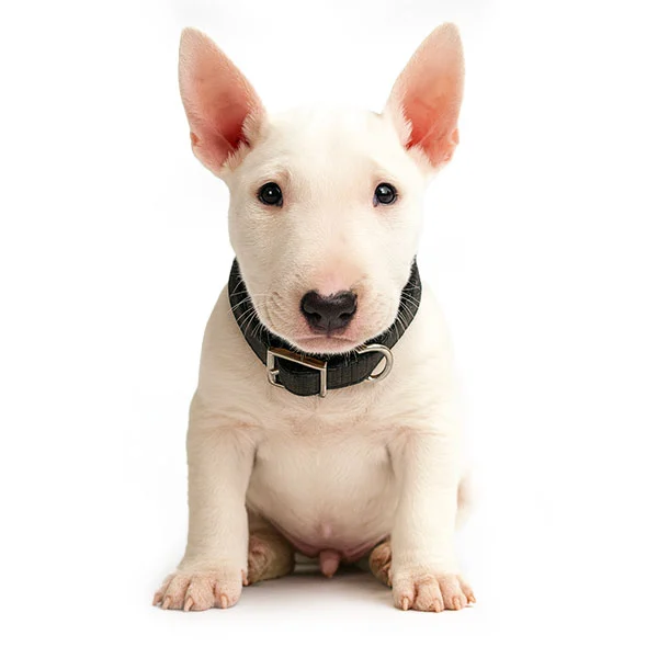 vendita cuccioli bullterrier miniature