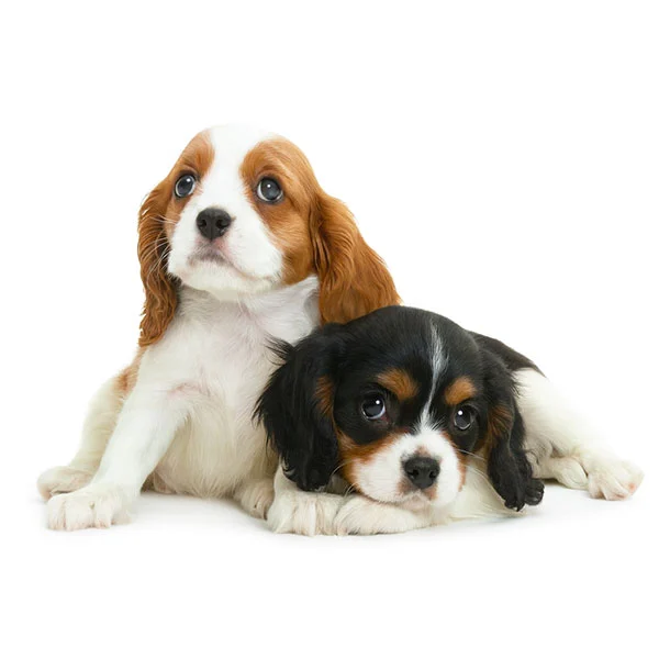 vendita cuccioli cavalier king