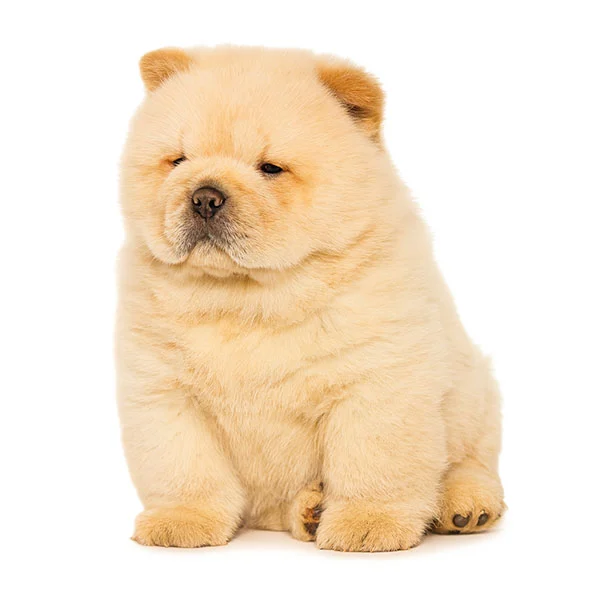 vendita cuccioli chow chow