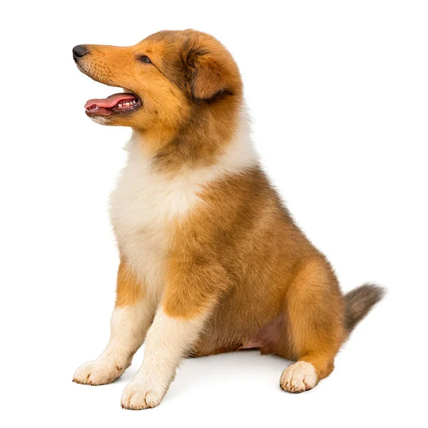 Vendita Cuccioli Collie - Pastore scozzese