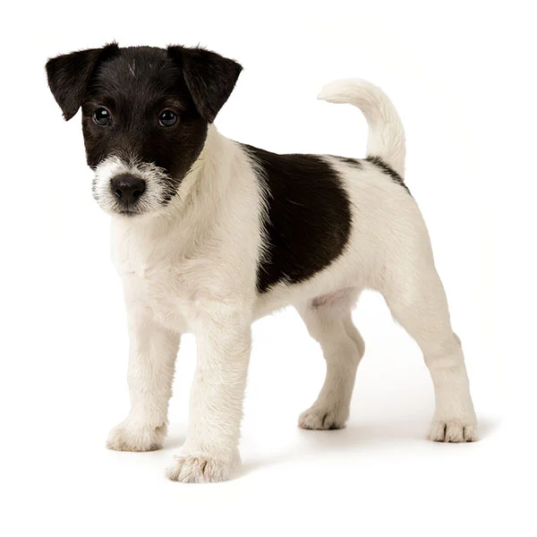 vendita cuccioli fox terrier