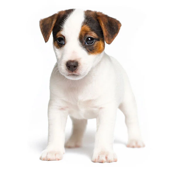 vendita jack russell