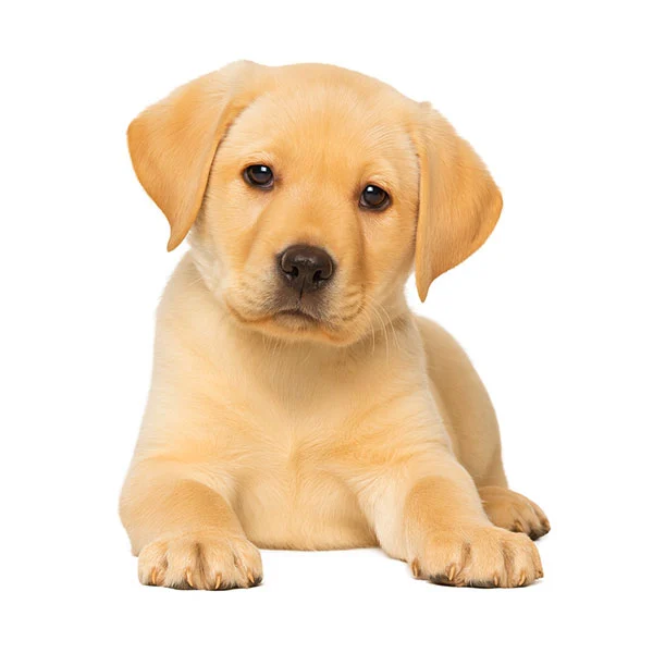 vendita cuccioli labrador