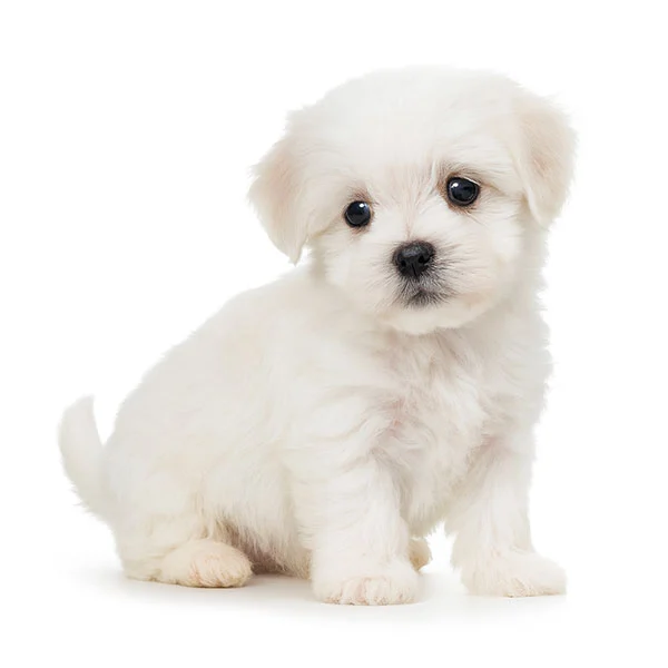 vendita cuccioli maltese toy