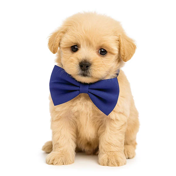 Vendita cuccioli di Maltipoo