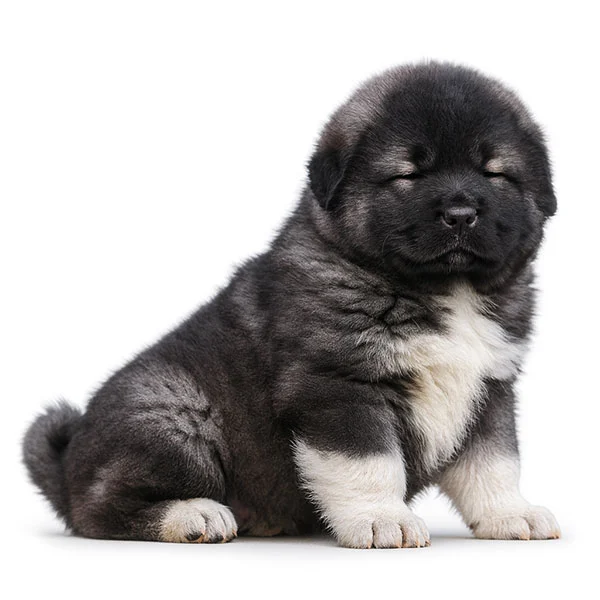 vendita cuccioli Pastore Del Caucaso