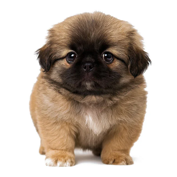 vendita cuccioli pechinese