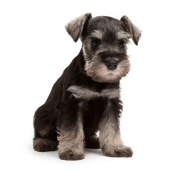 vendita cuccioli schnauzer