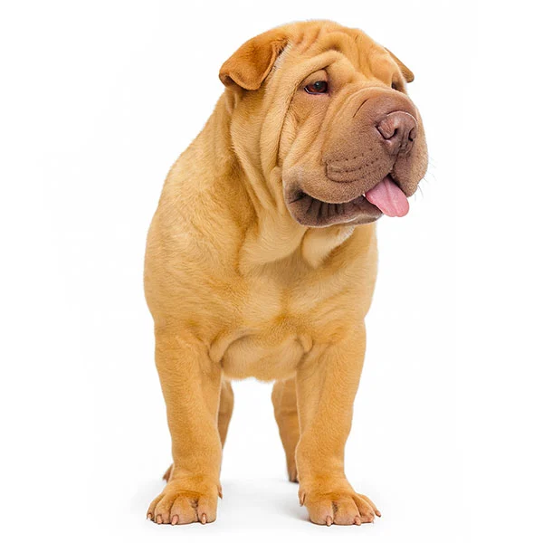 vendita cuccioli shar pei