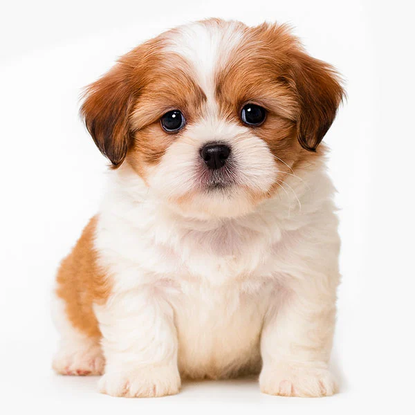 vendita cuccioli shih tzu