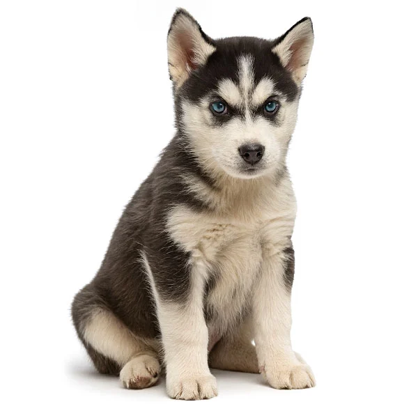 vendita cuccioli husky