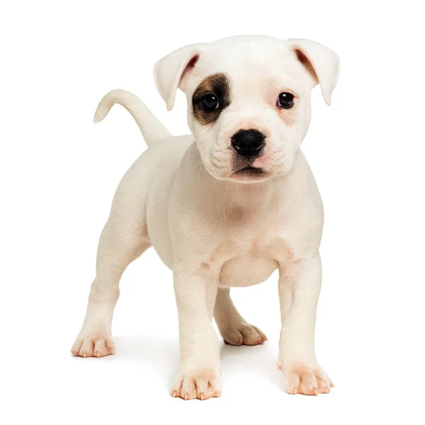 Vendita Cuccioli Staffordshire Bull Terrier