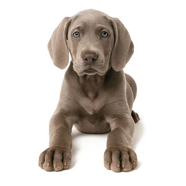 vendita cuccioli weimaraner