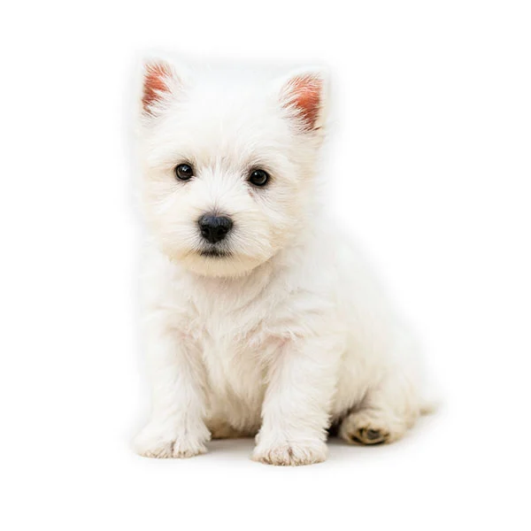 vendita cuccioli Westie